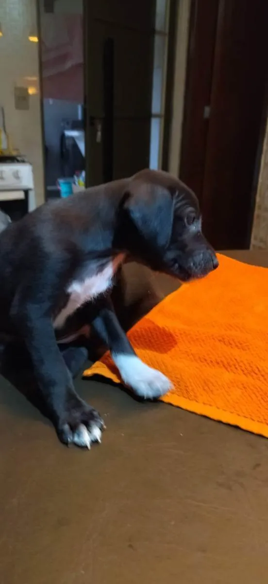 Cachorro ra a Srd idade Abaixo de 2 meses nome Sem nome