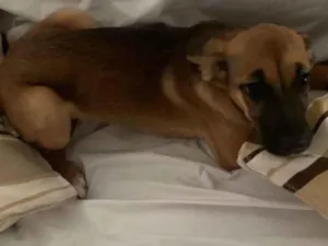 Cachorro raça Mistura de raças  idade 2 a 6 meses nome Cloe