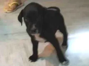 Cachorro raça Srd idade Abaixo de 2 meses nome Sem nome 