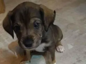 Cachorro raça Srd idade Abaixo de 2 meses nome Sem nome