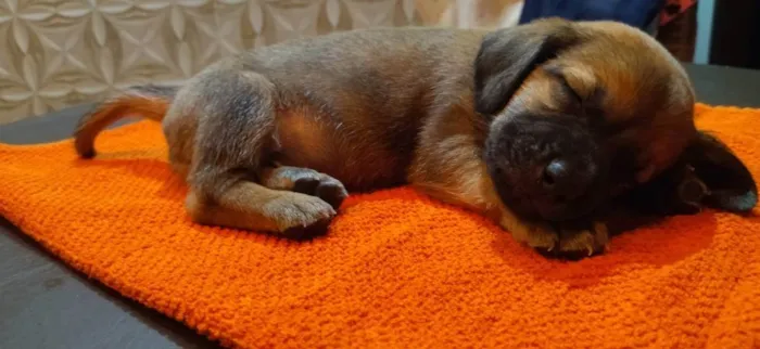 Cachorro ra a Srd idade Abaixo de 2 meses nome Sem nome 1