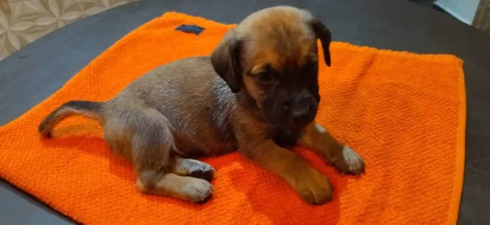 Cachorro ra a Srd idade Abaixo de 2 meses nome Sem nome 1