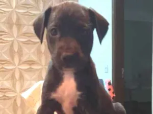 Cachorro raça Srd idade Abaixo de 2 meses nome Sem nome