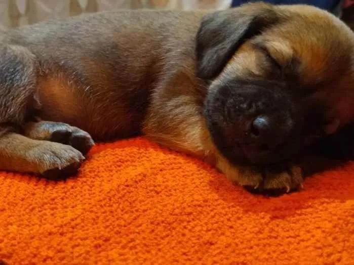 Cachorro ra a Srd idade Abaixo de 2 meses nome Sem nome 1