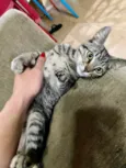 Raj