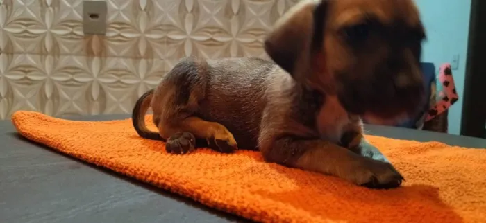 Cachorro ra a Srd idade Abaixo de 2 meses nome Srd sem nome