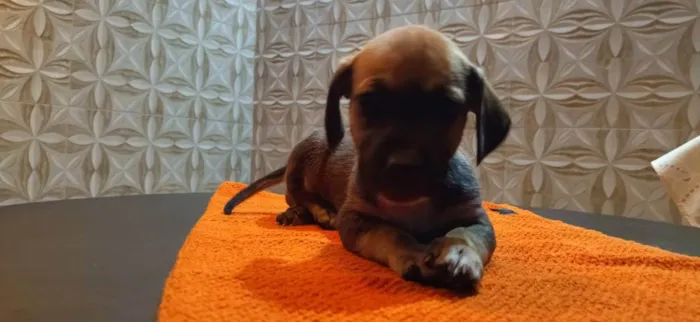 Cachorro ra a Srd idade Abaixo de 2 meses nome Srd sem nome