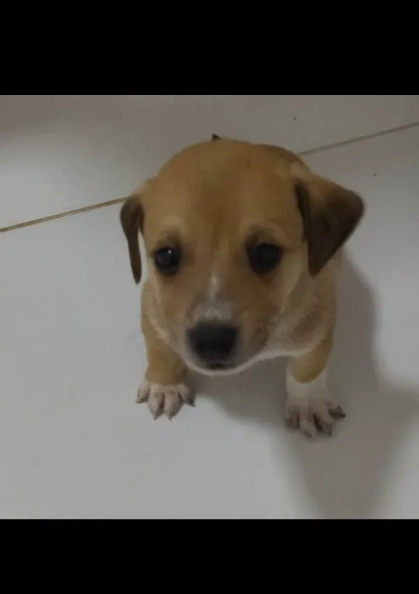 Cachorro ra a Srd idade Abaixo de 2 meses nome Sem nome 2