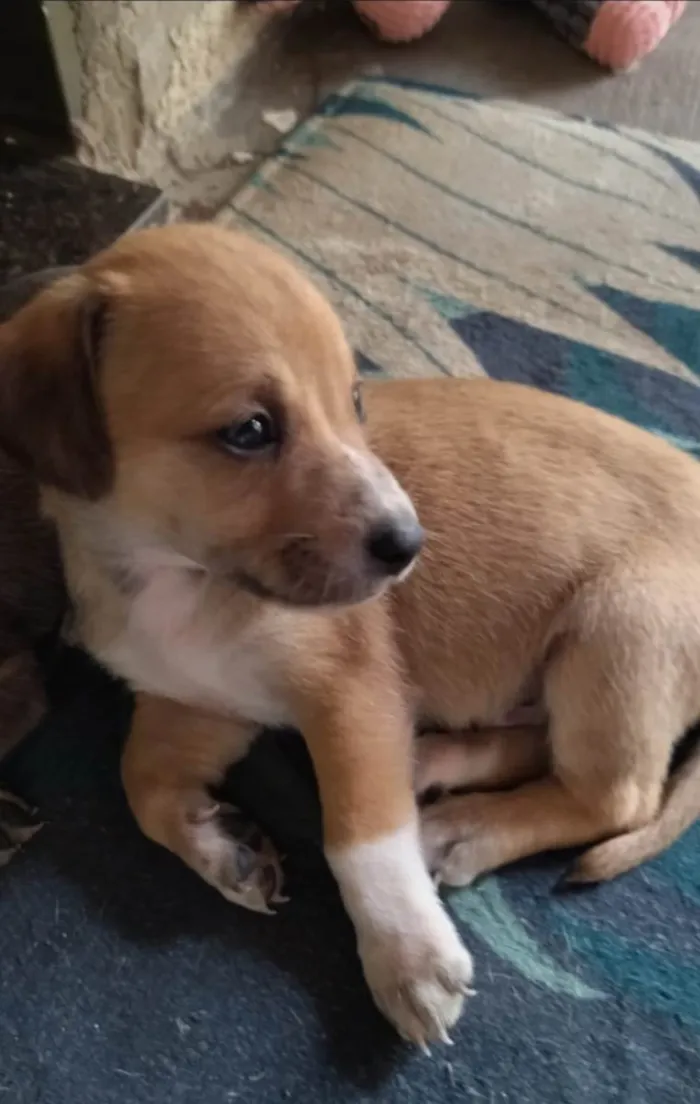 Cachorro ra a Srd idade Abaixo de 2 meses nome Sem nome 2