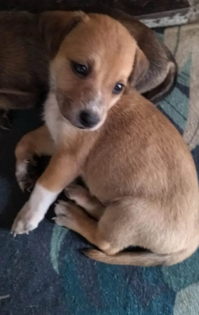 Cachorro ra a Srd idade Abaixo de 2 meses nome Sem nome 2