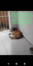 Cachorro raça Viralata idade 1 ano nome Mel