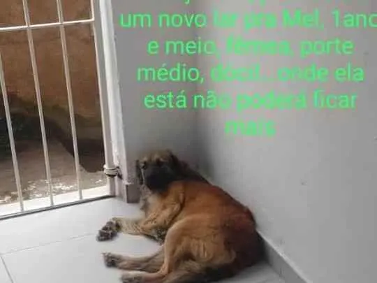 Cachorro raça Viralata idade 1 ano nome Mel