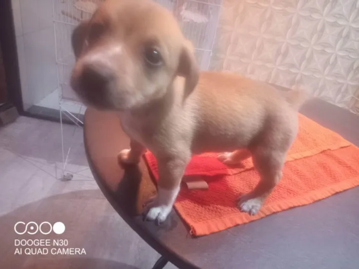Cachorro ra a Srd idade Abaixo de 2 meses nome Sem nome 2