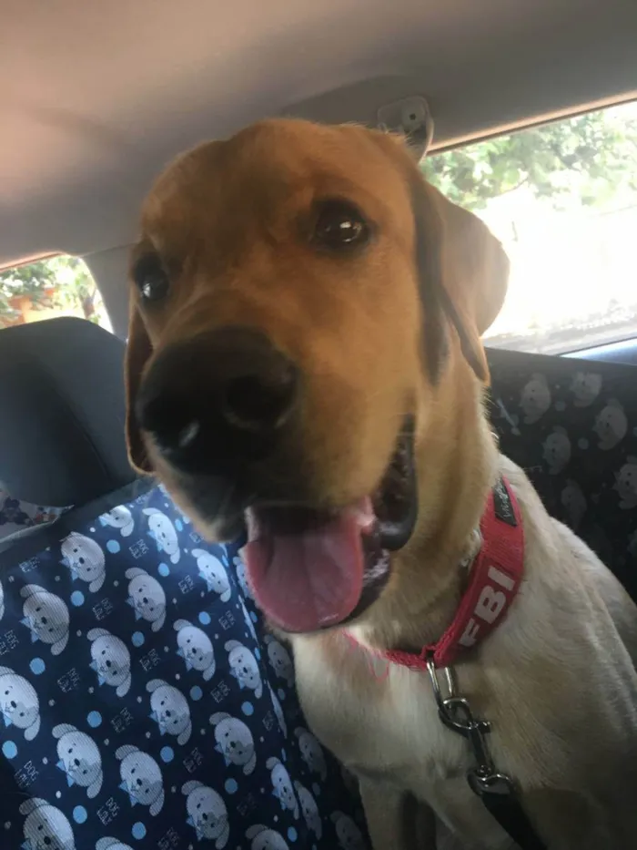 Cachorro ra a Labrador idade 3 anos nome Jack
