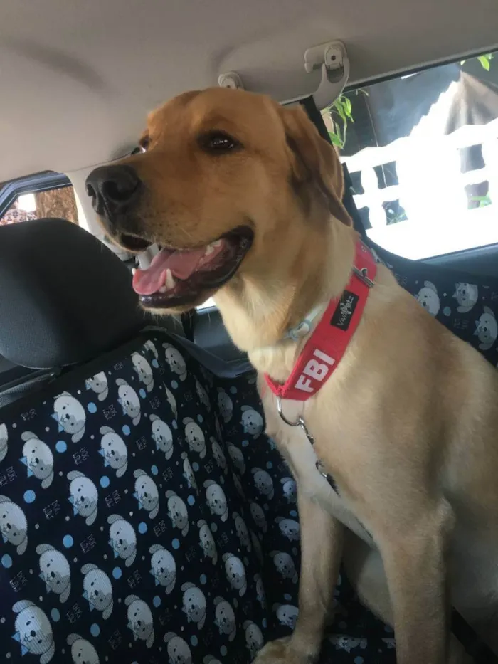 Cachorro ra a Labrador idade 3 anos nome Jack