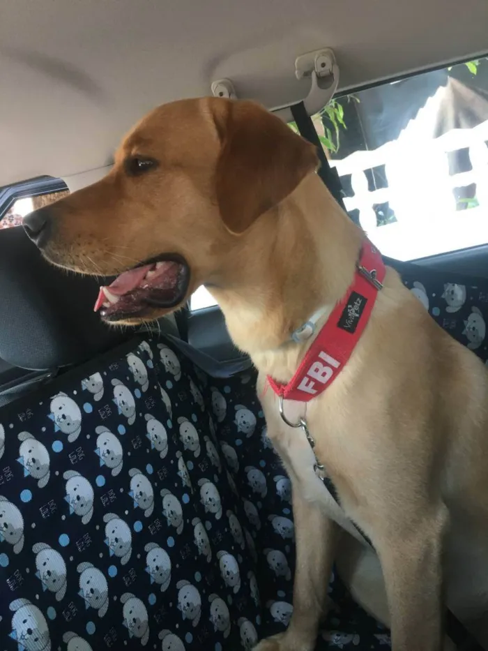 Cachorro ra a Labrador idade 3 anos nome Jack