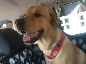 Cachorro raça Labrador idade 3 anos nome Jack