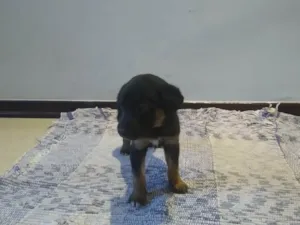 Cachorro raça  idade Abaixo de 2 meses nome Estrela