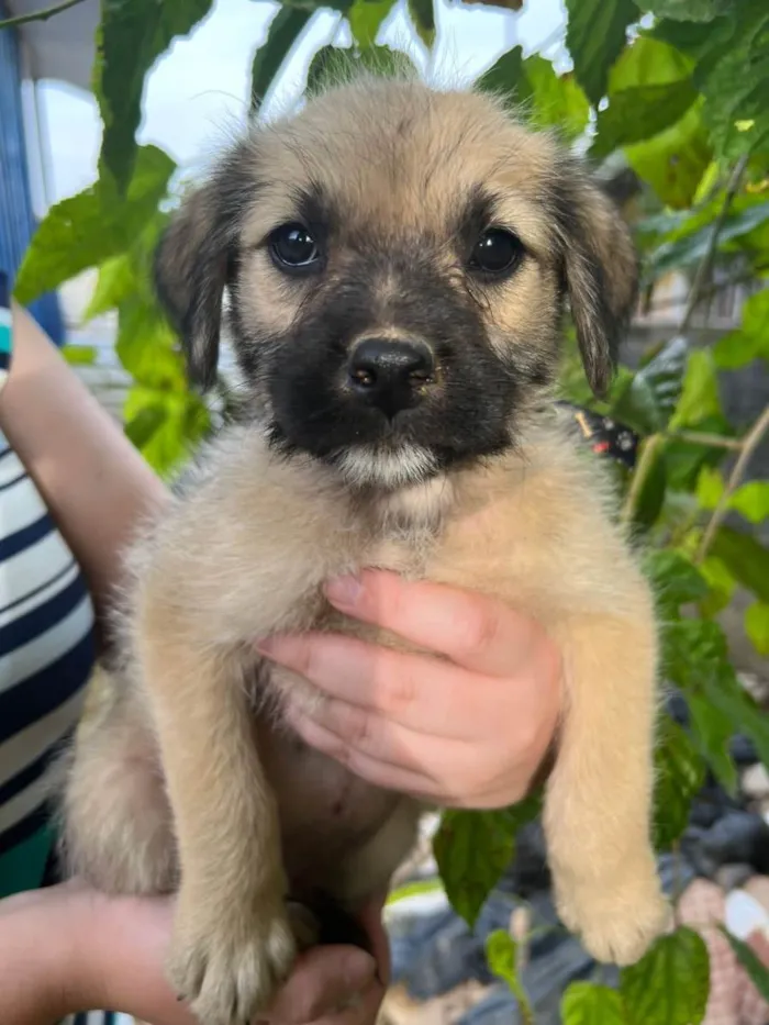 Cachorro raça Vira Lata idade Abaixo de 2 meses nome Filhote
