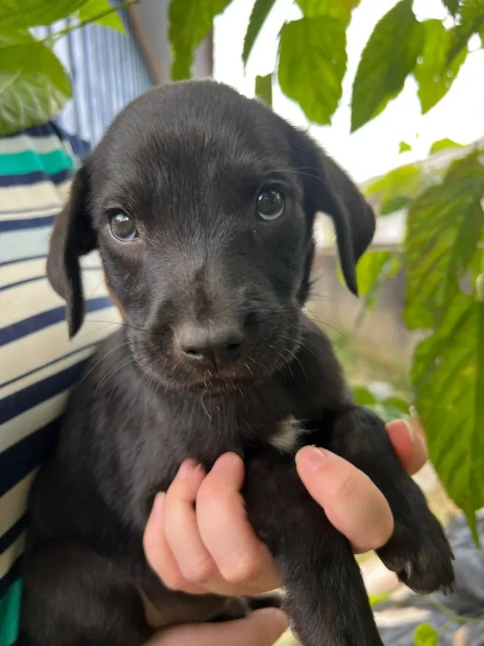 Cachorro raça Vira Lata idade Abaixo de 2 meses nome Filhote
