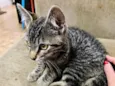 Raj