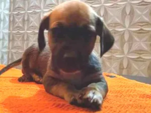 Cachorro raça Srd idade Abaixo de 2 meses nome Srd sem nome