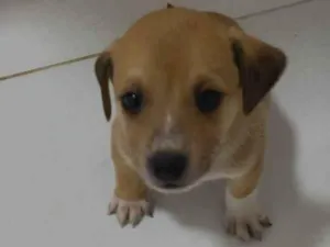 Cachorro raça Srd idade Abaixo de 2 meses nome Sem nome 2