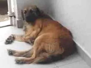 Cachorro raça Viralata idade 1 ano nome Mel