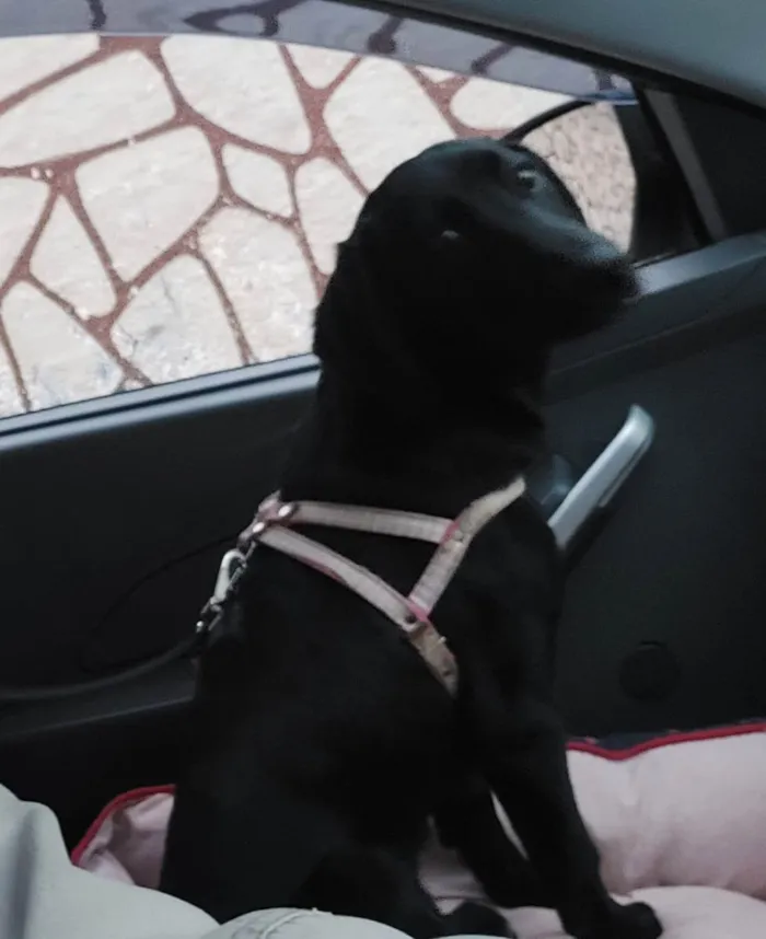 Cachorro ra a Vira - lata porte médio idade 2 a 6 meses nome Cacau