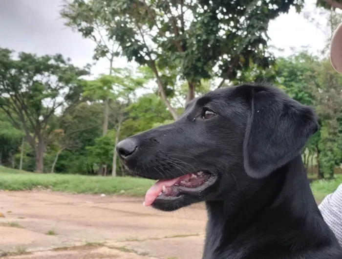 Cachorro ra a Vira - lata porte médio idade 2 a 6 meses nome Cacau