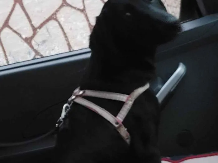 Cachorro ra a Vira - lata porte médio idade 2 a 6 meses nome Cacau