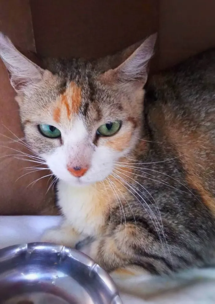 Gato raça srd idade 2 anos nome Lilac