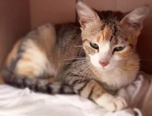 Gato raça srd idade 2 anos nome Lilac