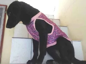 Cachorro raça Vira - lata porte médio idade 2 a 6 meses nome Cacau