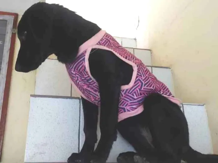 Cachorro ra a Vira - lata porte médio idade 2 a 6 meses nome Cacau