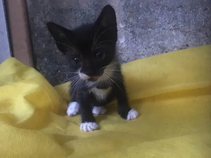 Gato ra a  idade  nome Não definido