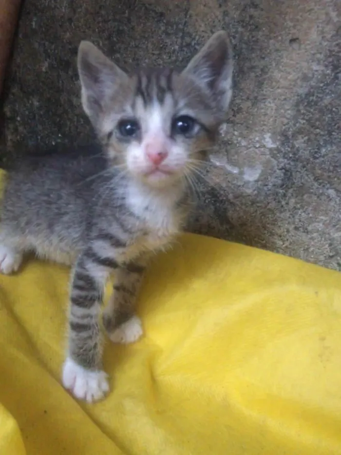Gato ra a  idade  nome Não definido