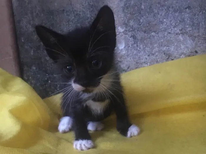 Gato ra a  idade  nome Não definido