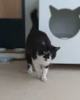 Tony