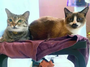Gato raça srd idade 2 anos nome Brienne & Lorien