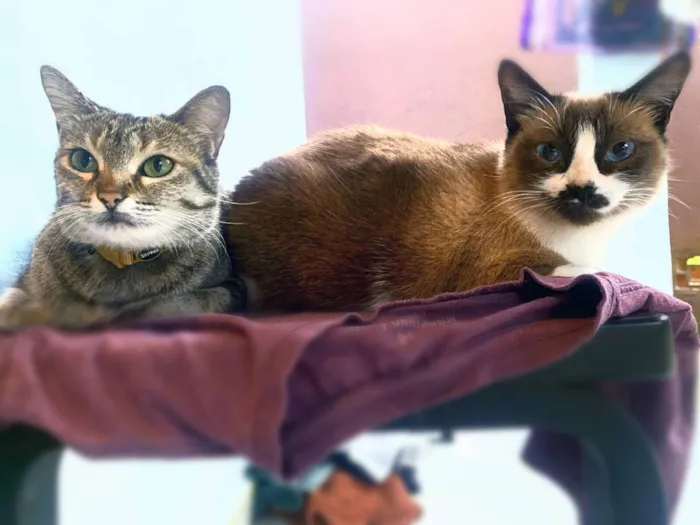 Gato raça srd idade 2 anos nome Lorien & Brienne