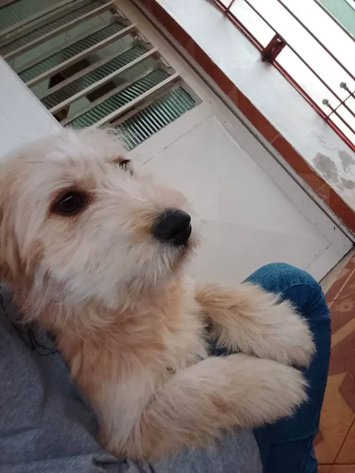 Cachorro ra a Vira lata/ poodle idade 2 a 6 meses nome Jully 