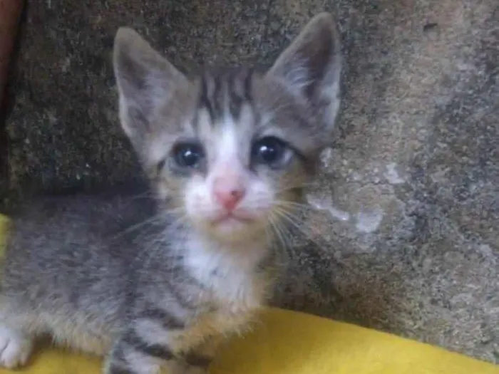 Gato ra a  idade  nome Não definido