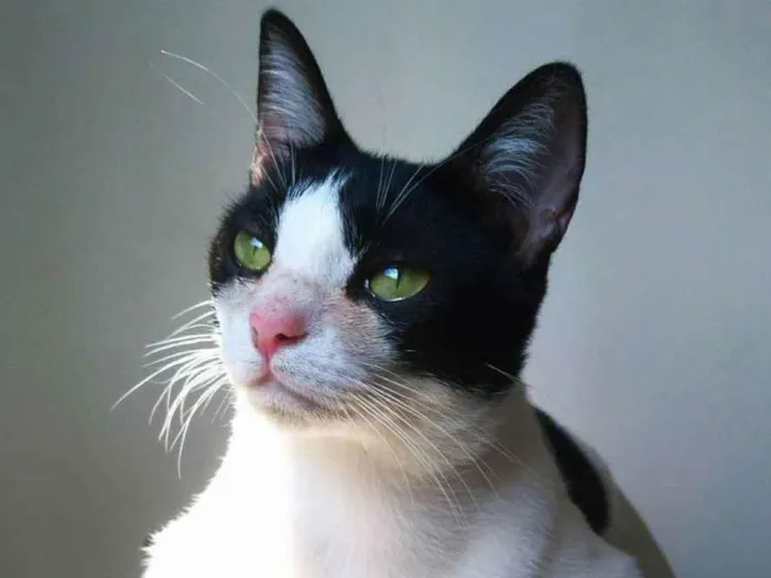 Gato raça srd idade 7 a 11 meses nome Yvone