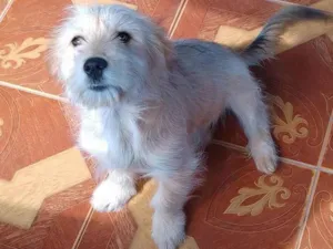 Cachorro raça Vira lata/ poodle idade 2 a 6 meses nome Jully 
