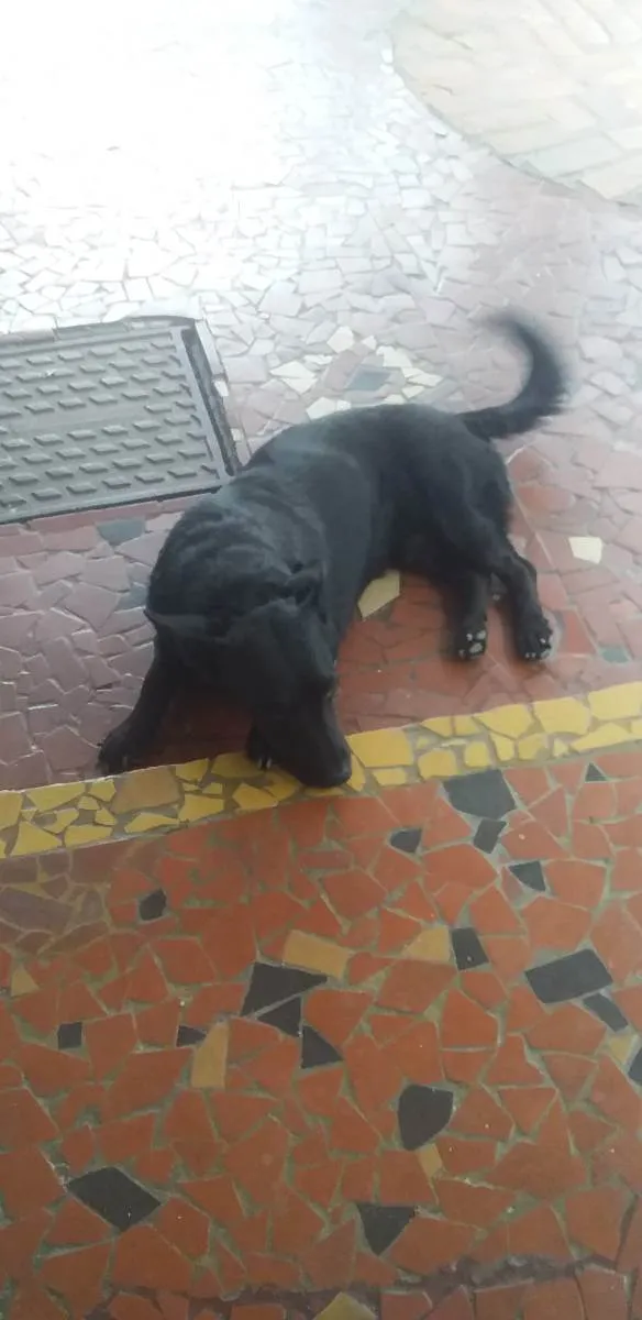 Cachorro ra a Sem raça  idade 2 anos nome Tizil