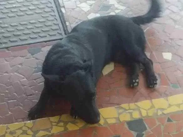 Cachorro ra a Sem raça  idade 2 anos nome Tizil