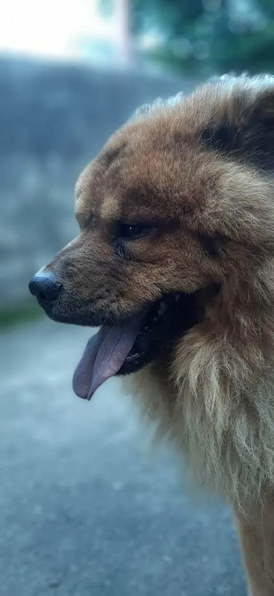 Cachorro raça Chow chow idade 4 anos nome Jackie