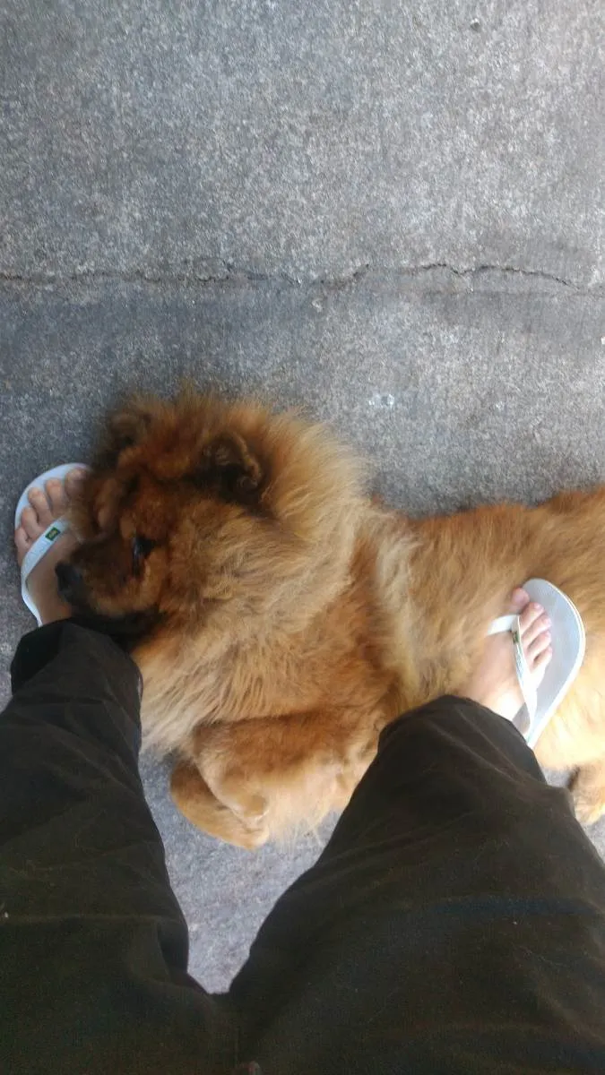 Cachorro raça Chow chow idade 4 anos nome Jackie