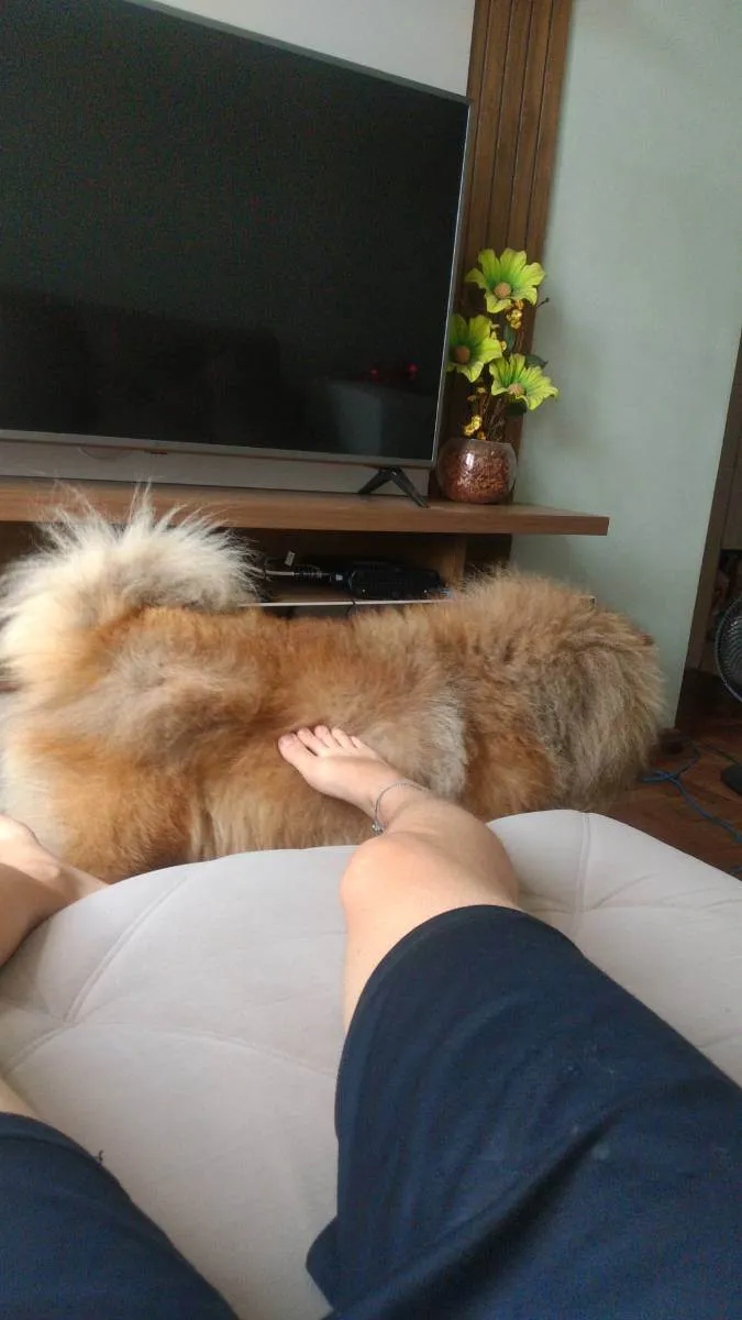 Cachorro raça Chow chow idade 4 anos nome Jackie